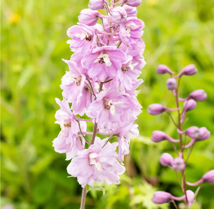 Pacific-Garten-Rittersporn 'Astolat'