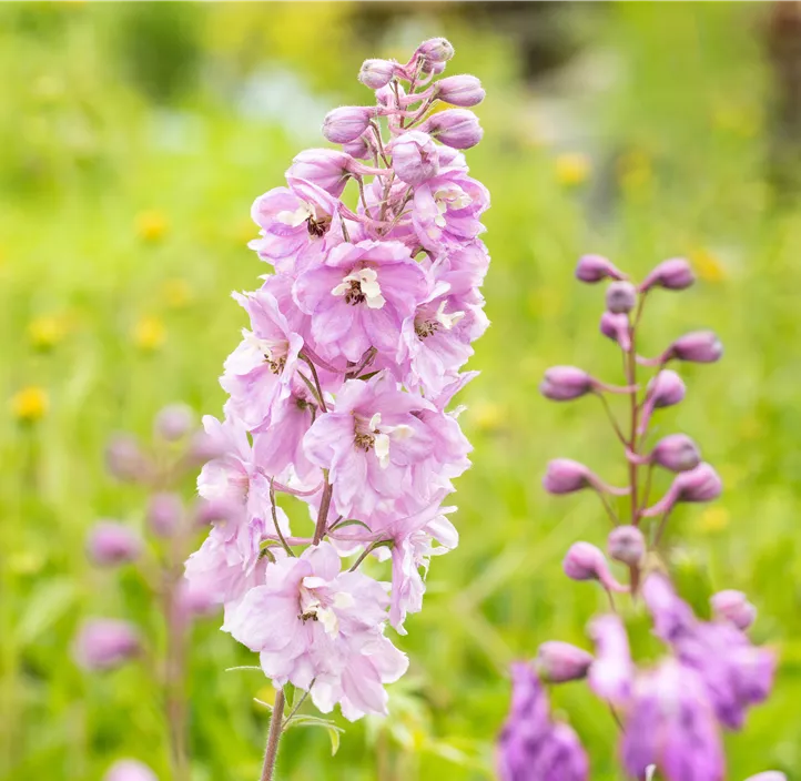 Pacific-Garten-Rittersporn 'Astolat'