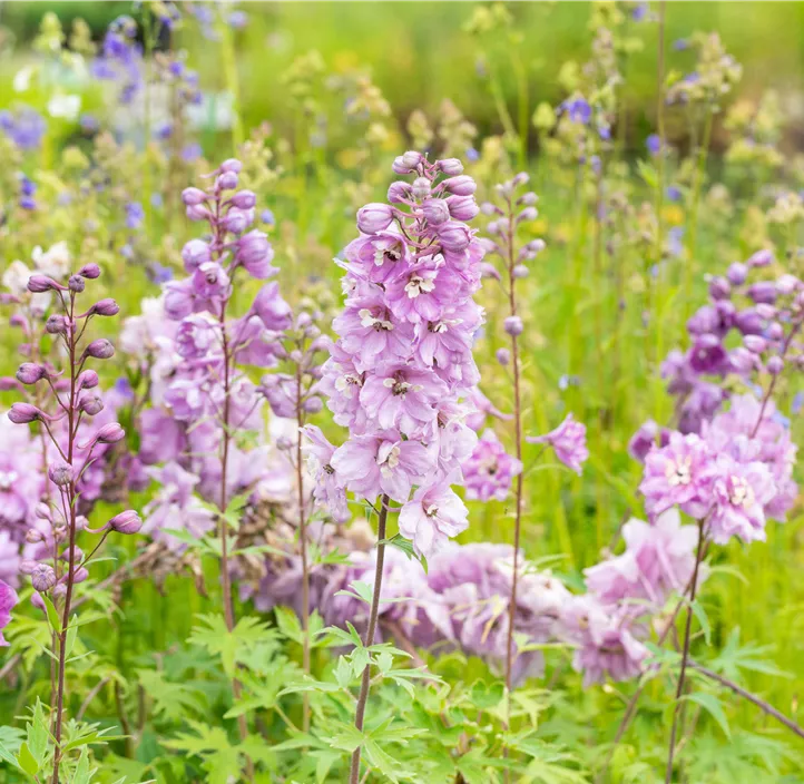 Pacific-Garten-Rittersporn 'Astolat'