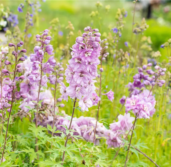 Pacific-Garten-Rittersporn 'Astolat'