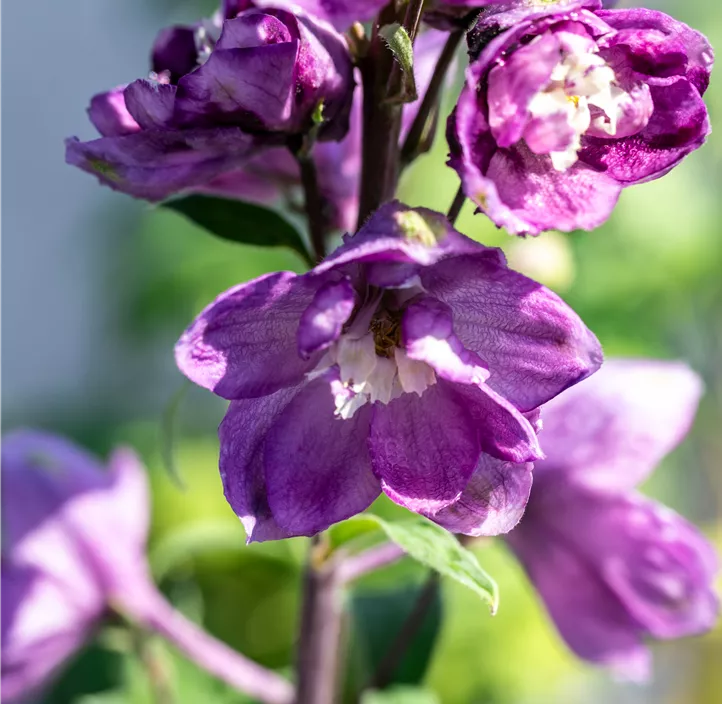 Pacific-Garten-Rittersporn 'Astolat'