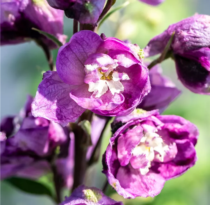 Pacific-Garten-Rittersporn 'Astolat'