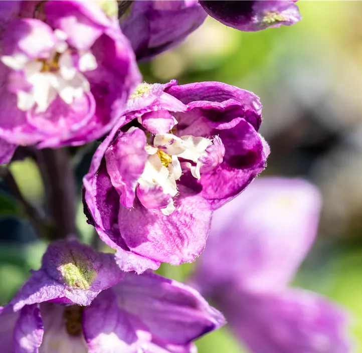 Pacific-Garten-Rittersporn 'Astolat'