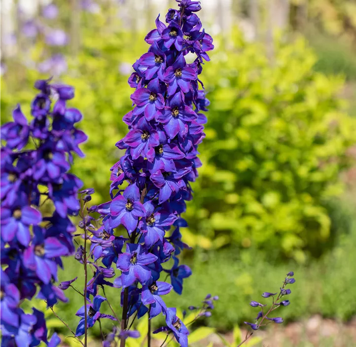 Pacific-Garten-Rittersporn 'Black Knight'