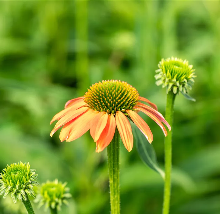 Garten-Scheinsonnenhut 'LaKota® Orange'