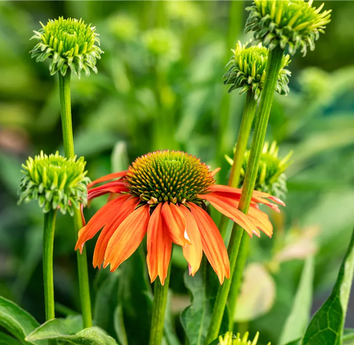 Garten-Scheinsonnenhut 'LaKota® Orange'