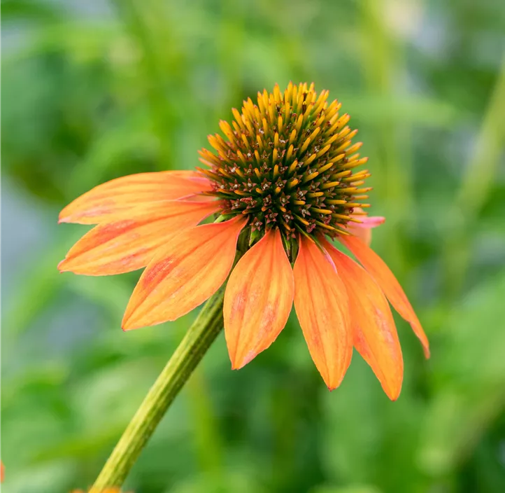 Garten-Scheinsonnenhut 'LaKota® Orange'