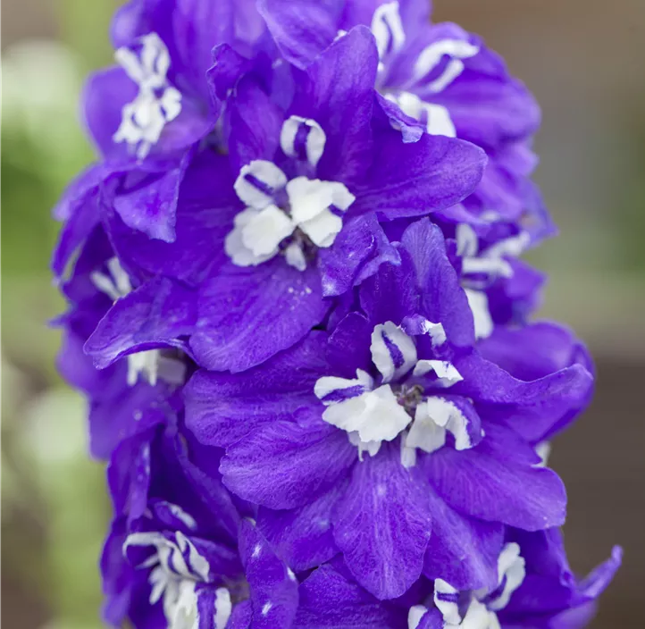 Pacific-Garten-Rittersporn 'Blue Bird'
