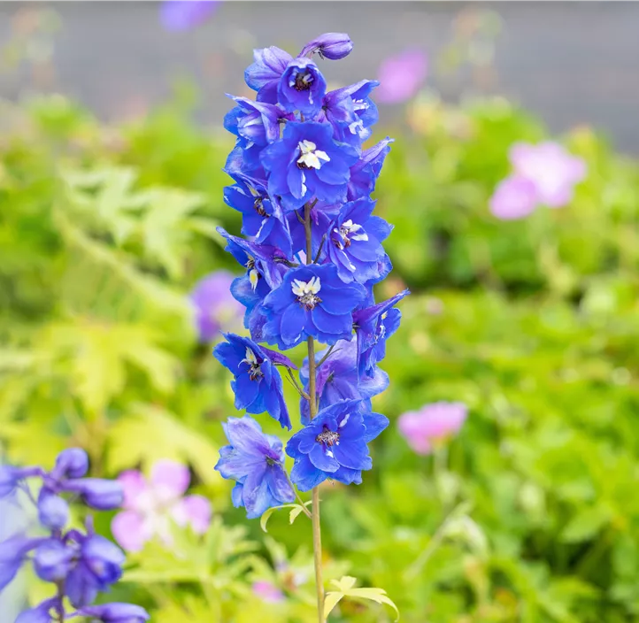 Pacific-Garten-Rittersporn 'Blue Bird'