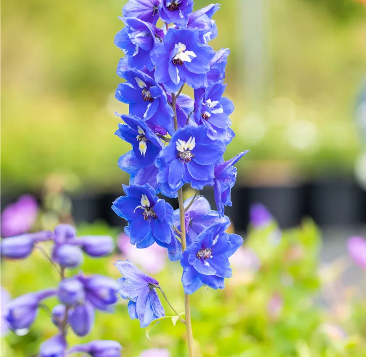 Pacific-Garten-Rittersporn 'Blue Bird'