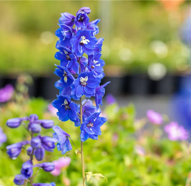 Pacific-Garten-Rittersporn 'Blue Bird'