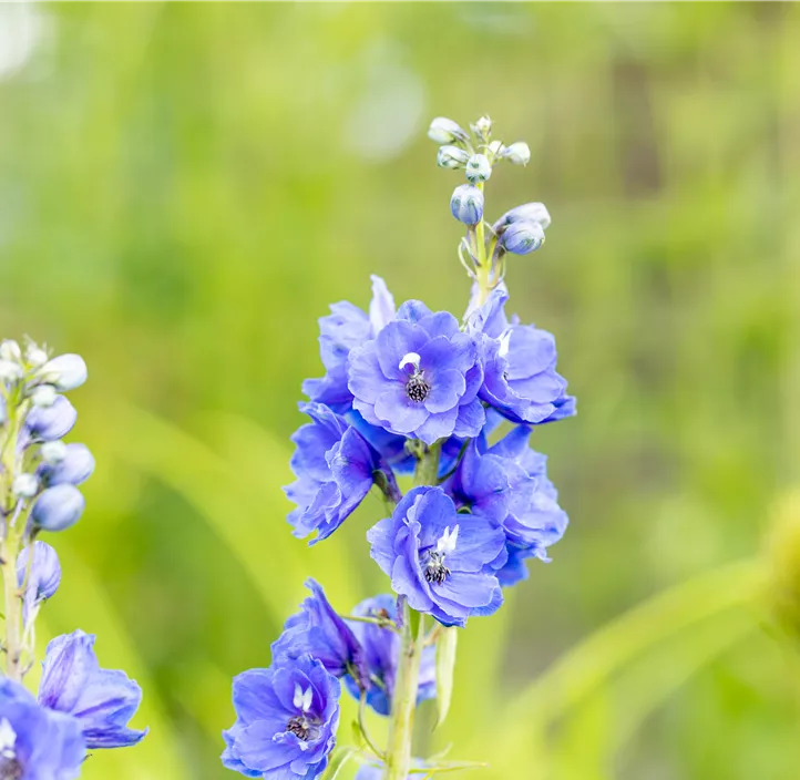 Pacific-Garten-Rittersporn 'Blue Bird'