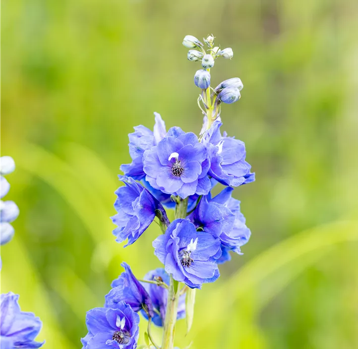 Pacific-Garten-Rittersporn 'Blue Bird'