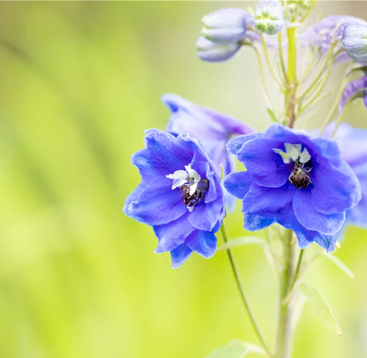 Pacific-Garten-Rittersporn 'Blue Bird'