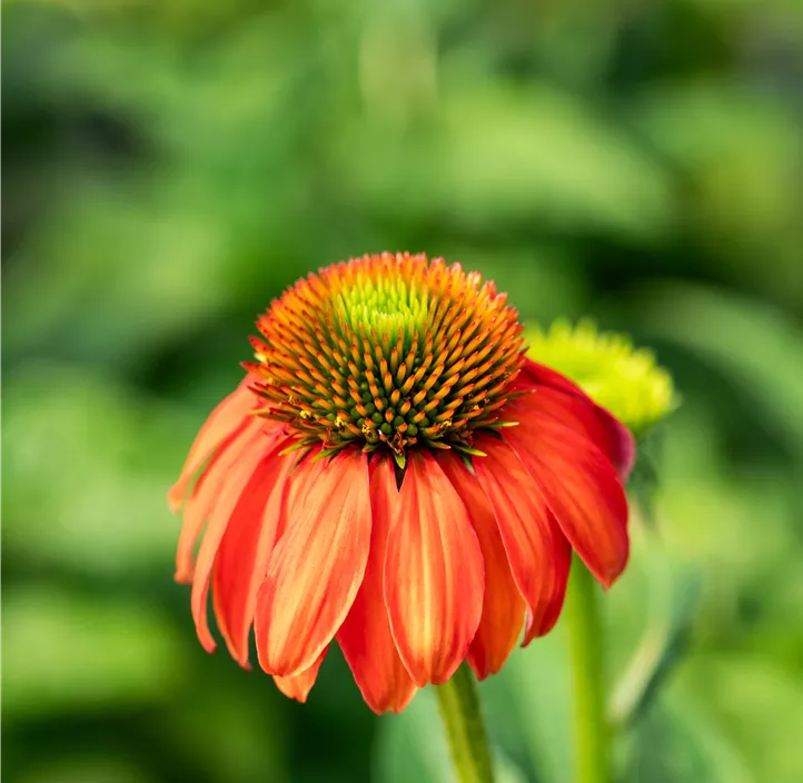 Garten-Scheinsonnenhut 'LaKota® Red'