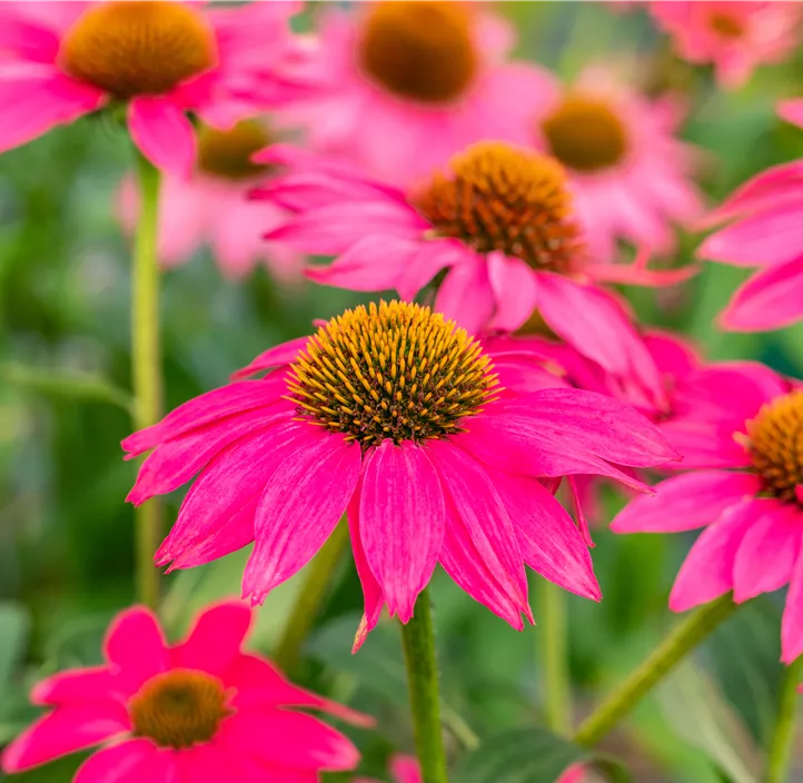 Garten-Scheinsonnenhut 'LaKota® Rose'