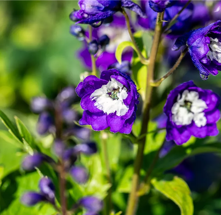 Hoher Garten-Rittersporn 'Delphina™ Dark Blue White Bee'