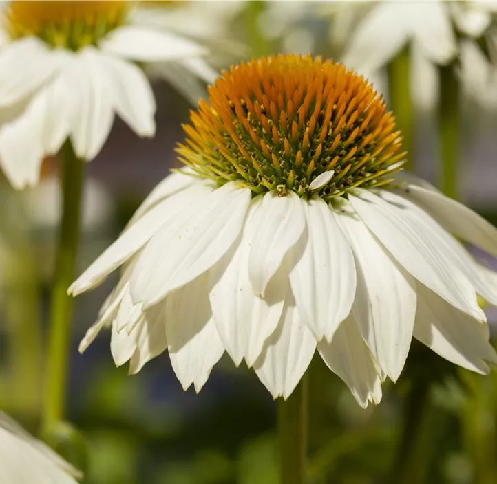 Garten-Scheinsonnenhut 'PowWow® White'