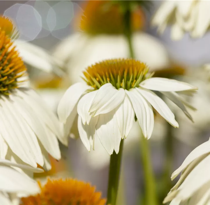 Garten-Scheinsonnenhut 'PowWow® White'