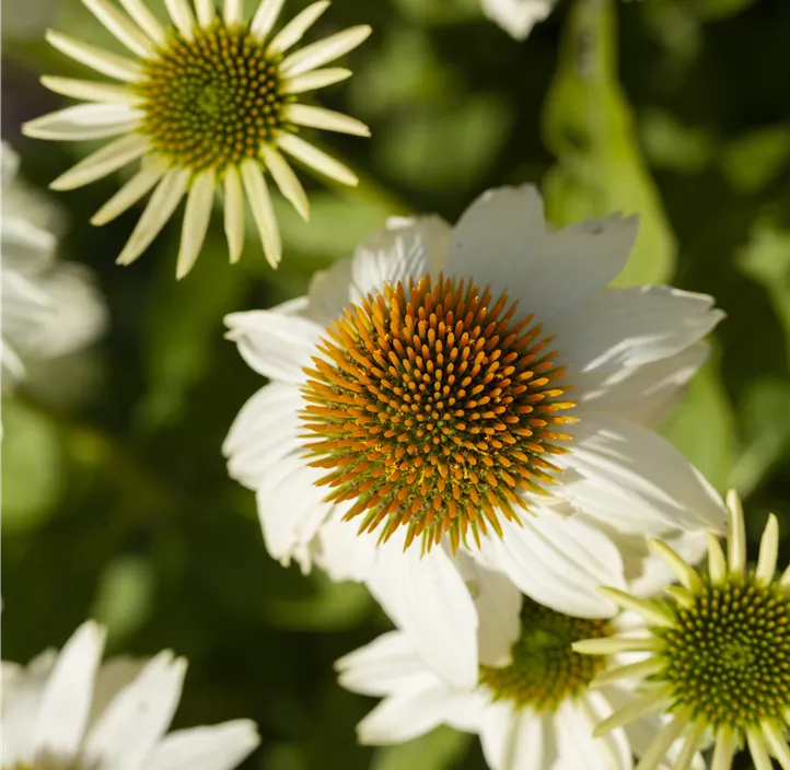 Garten-Scheinsonnenhut 'PowWow® White'