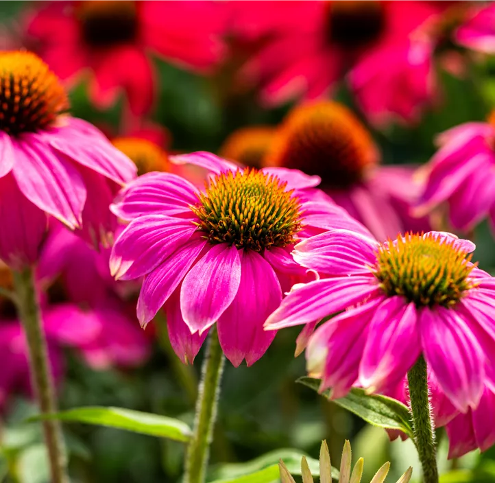 Garten-Scheinsonnenhut 'PowWow® Wild Berry'