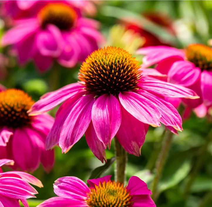 Garten-Scheinsonnenhut 'PowWow® Wild Berry'