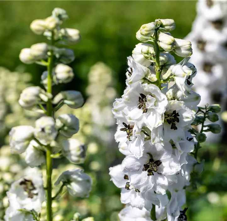 Hoher Garten-Rittersporn 'Delphina™ White Black Bee'