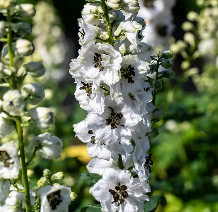 Hoher Garten-Rittersporn 'Delphina™ White Black Bee'