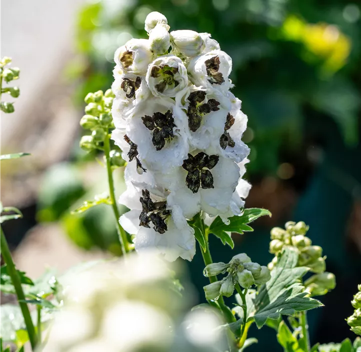 Hoher Garten-Rittersporn 'Delphina™ White Black Bee'