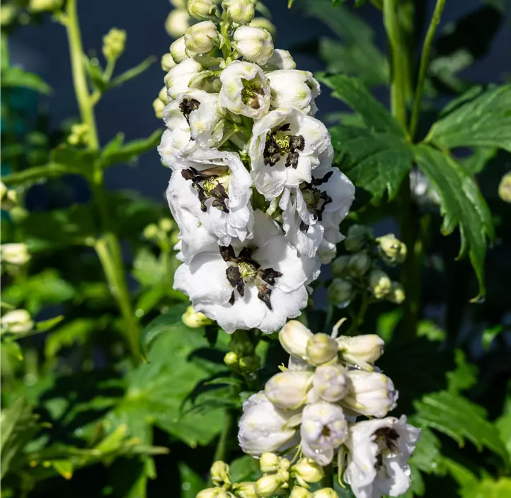 Hoher Garten-Rittersporn 'Delphina™ White Black Bee'
