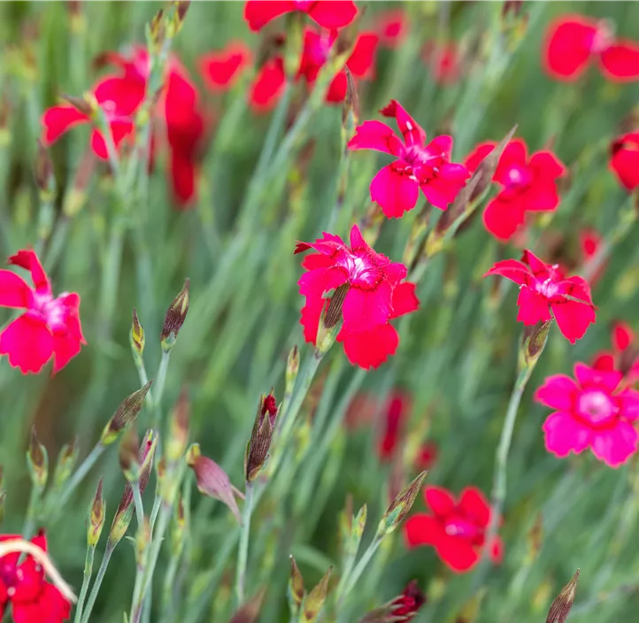 Garten-Heide-Nelke 'Leuchtfunke'