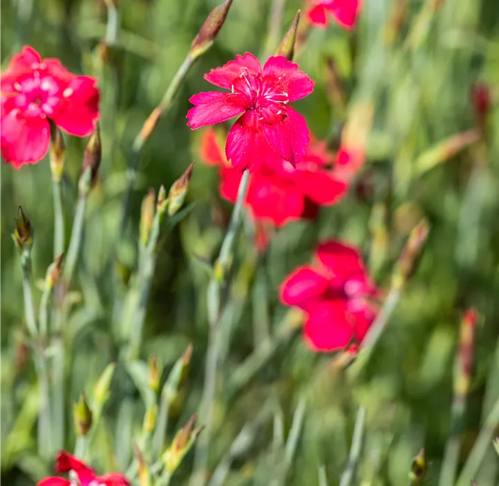 Garten-Heide-Nelke 'Leuchtfunke'