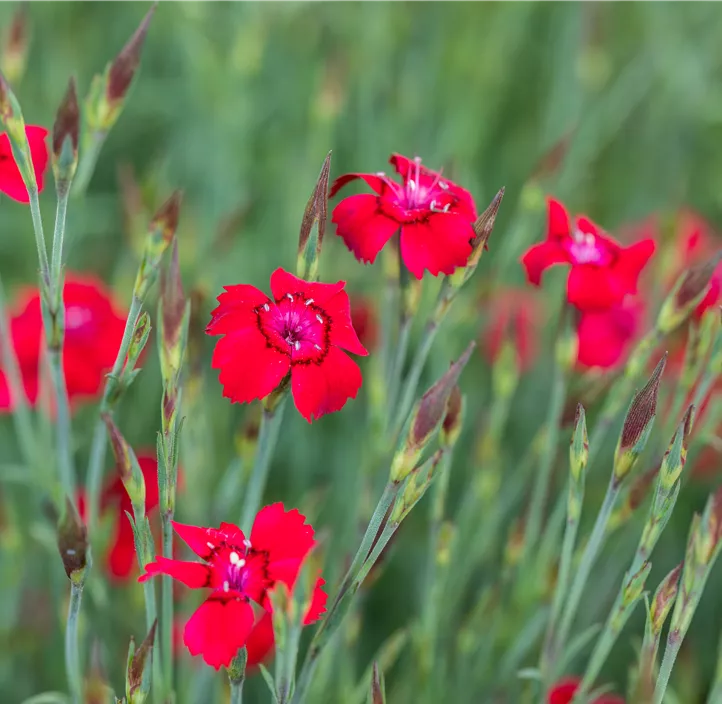 Garten-Heide-Nelke 'Leuchtfunke'