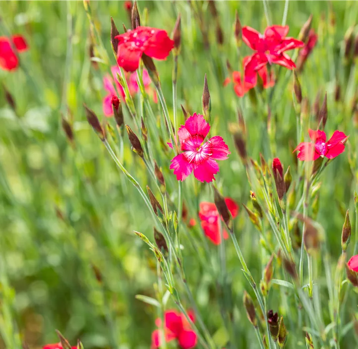 Garten-Heide-Nelke 'Leuchtfunke'
