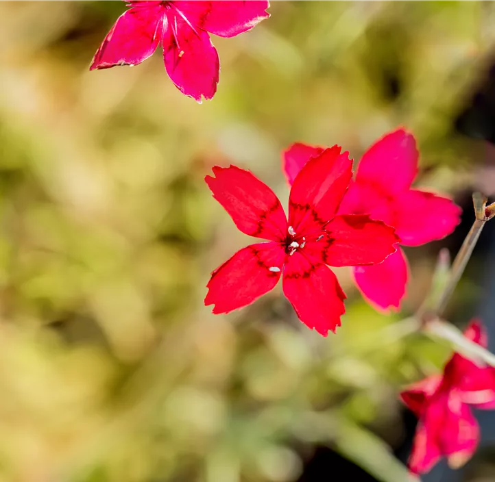 Garten-Heide-Nelke 'Leuchtfunke'