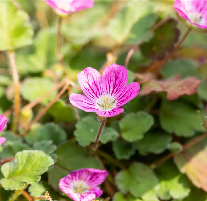 Zwergiger Garten-Reiherschnabel 'Bishop´s Form'
