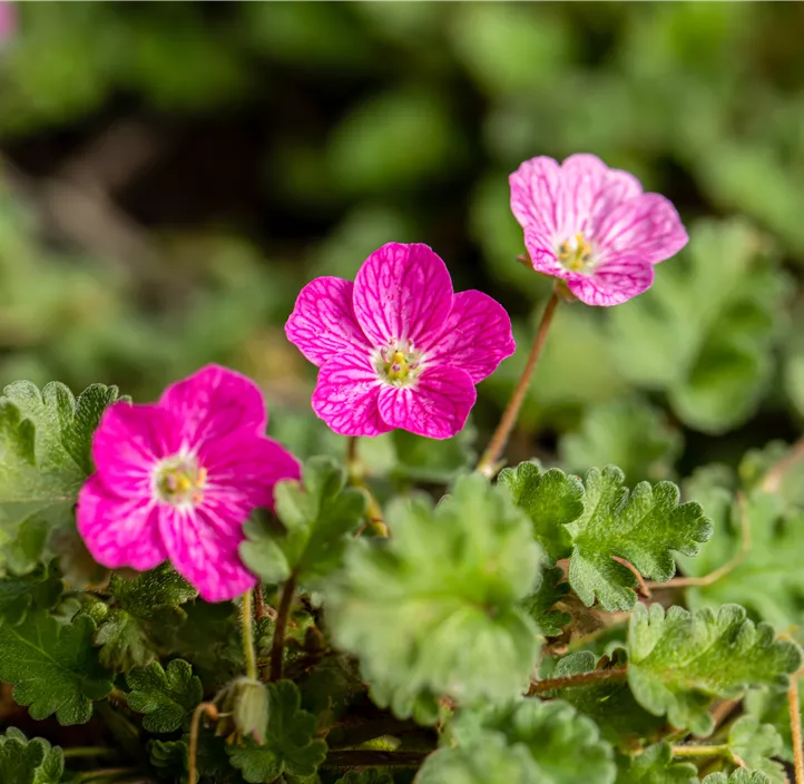 Zwergiger Garten-Reiherschnabel 'Bishop´s Form'