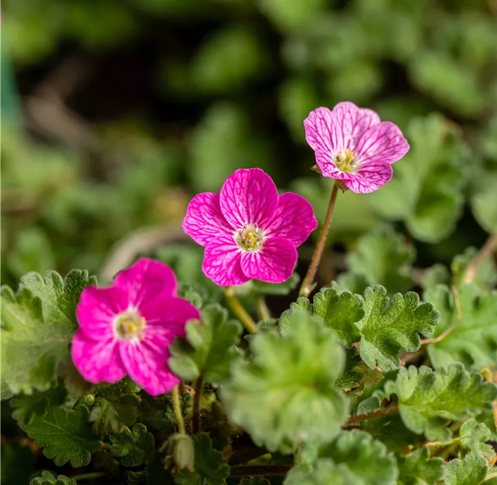 Zwergiger Garten-Reiherschnabel 'Bishop´s Form'