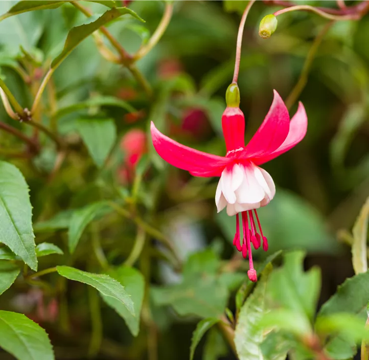 Patagonische Fuchsie 'Madame Cornelissen'