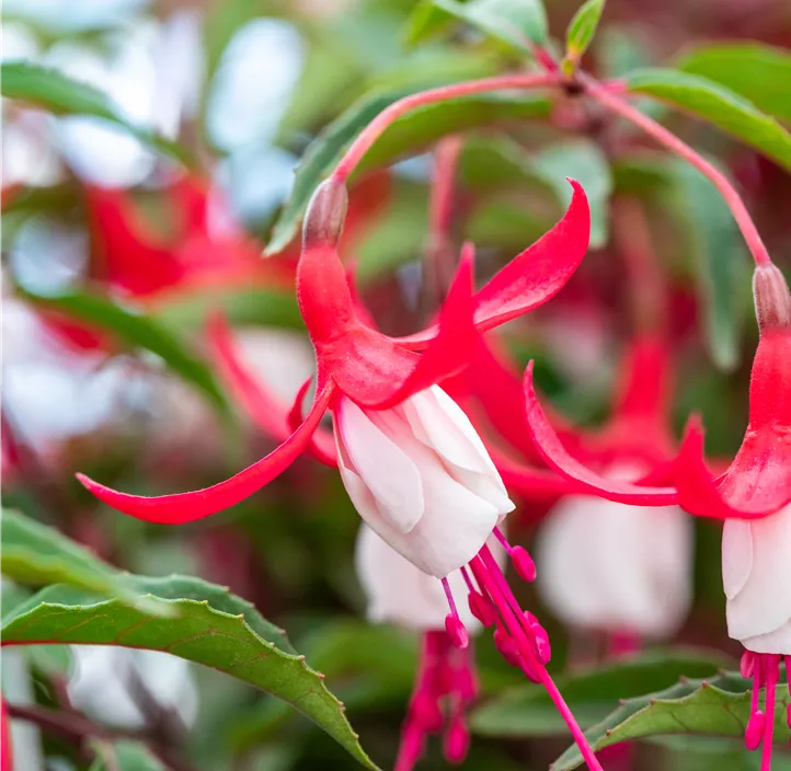 Patagonische Fuchsie 'Madame Cornelissen'