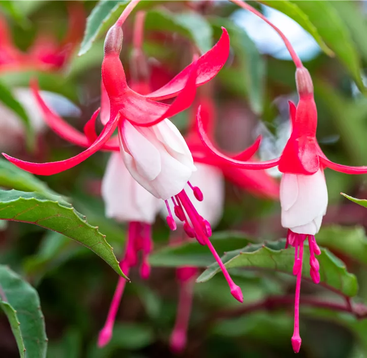 Patagonische Fuchsie 'Madame Cornelissen'