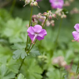 Geranium cantabrigiense Karmina