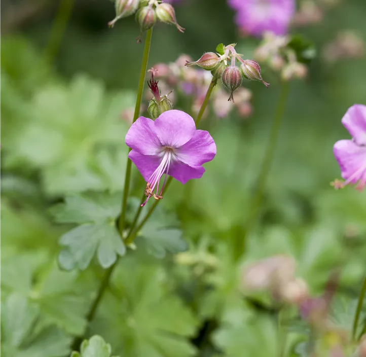 Cambridge-Bastard-Storchschnabel 'Karmina'