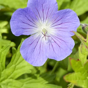 Geranium himalayense Johnson´s Blue