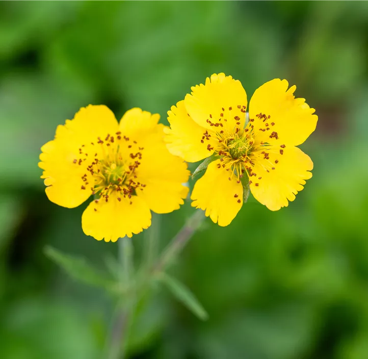 Garten-Nelkenwurz 'Tosai Yellow'