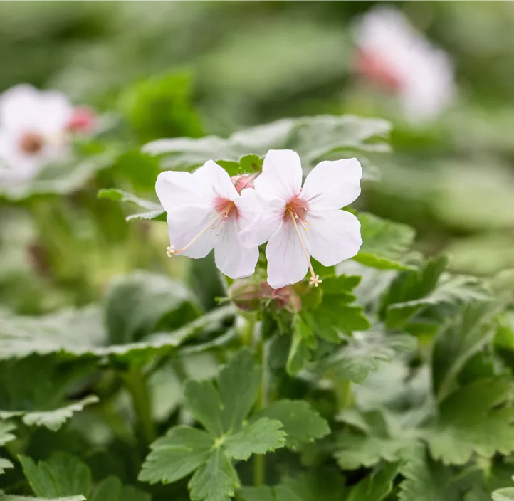 Storchschnabel 'Spessart'