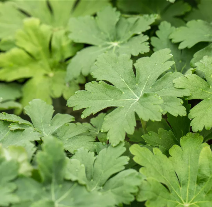 Storchschnabel 'Spessart'