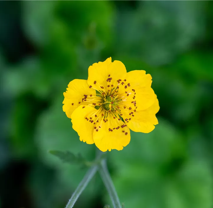 Garten-Nelkenwurz 'Tosai Yellow'