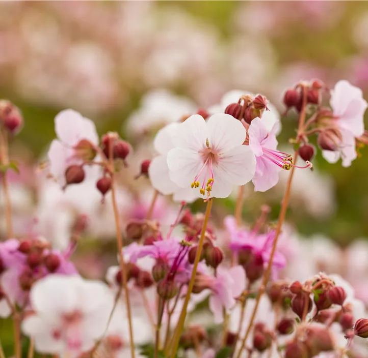 Storchschnabel 'Spessart'