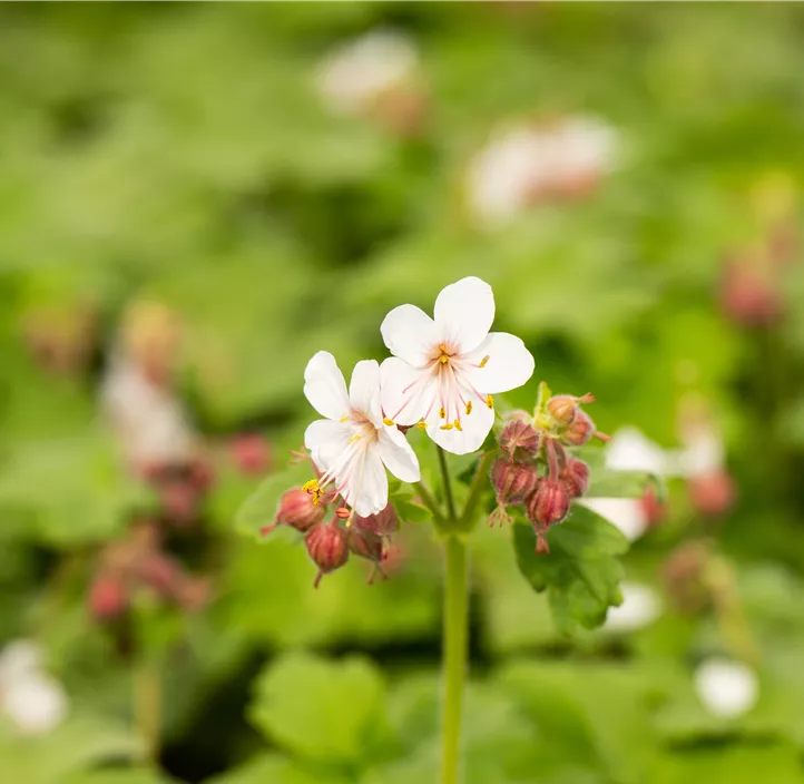 Storchschnabel 'Spessart'